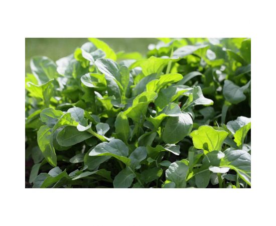 Эврика семена индау ( руккола культурная ) 10 г ЭС мини ELITE PLANT-BREEDING & SEED PRODUCTION Co. 1999947936 – изображение 2