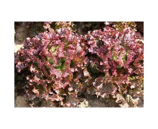 Скороход семена салата батавия окрашенного 1900 шт ЭС мини ELITE PLANT-BREEDING & SEED PRODUCTION Co. 1026995249 – изображение 2