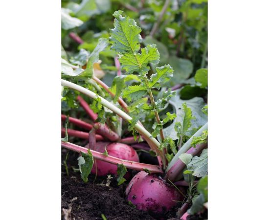 Турандот семена редьки китайской (лобо) красной 20 г ЭС мини ELITE PLANT-BREEDING & SEED PRODUCTION Co. 1026995265 – изображение 2