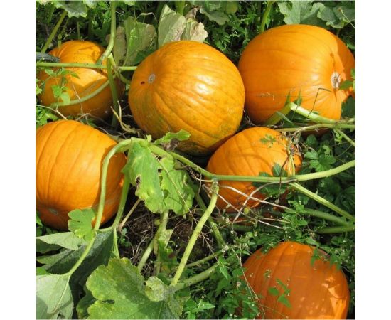 Семена Гавриш Тыква Колобок 1 г 1999943643 – изображение 3