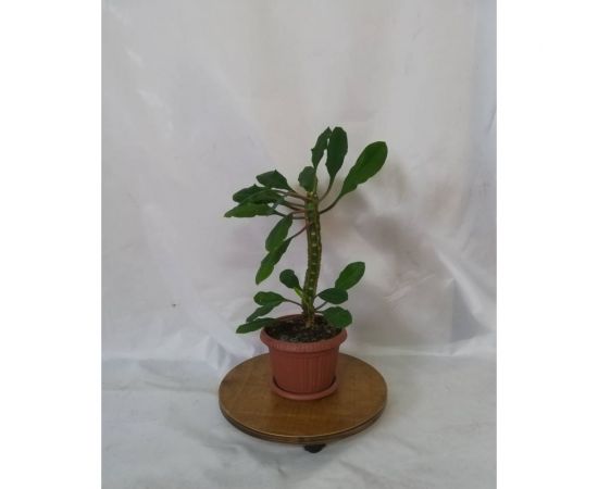 Деревянная напольная подставка для цветов ООО Ярмарка-Тверь на колёсиках ФИ1129 – изображение 2