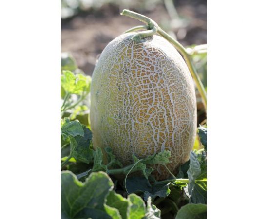 Алтын F1 семена дыни 20 шт ЭС мини ELITE PLANT-BREEDING & SEED PRODUCTION Co. 1999945129 – изображение 2