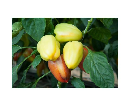 Эривань F1 семена перца сладкого 20 шт ЭС мини ELITE PLANT-BREEDING & SEED PRODUCTION Co. 1999942738 – изображение 2