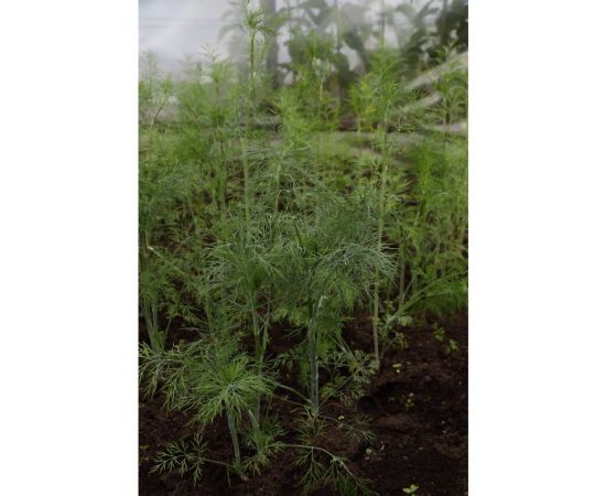 Кутузовский семена укропа 15 г ЭС мини ELITE PLANT-BREEDING & SEED PRODUCTION Co. 1026995214 – изображение 2
