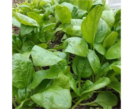 Семена ГАВРИШ Шпинат Исполинский 2.0 г 1026996577 – изображение 3