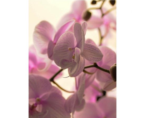 Грунт Сила Суздаля Орхидея Black, 5 л 4680004061731 – изображение 5