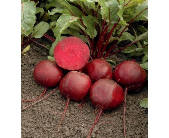 Семена ГАВРИШ Свекла Ронда F1 1.0 г Голландия 1910213745 – изображение 2