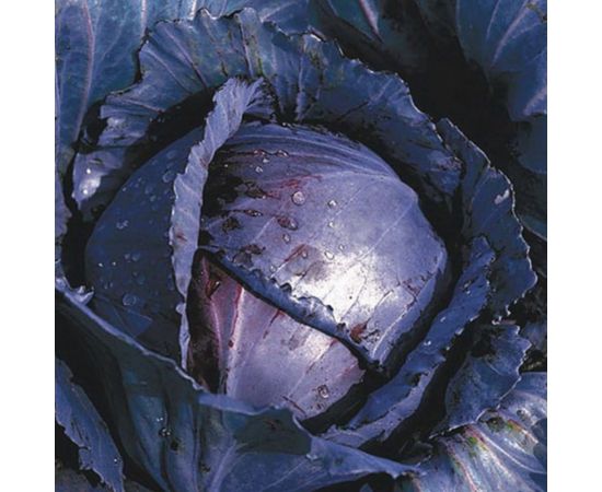 Семена ГАВРИШ Капуста краснокоч. Родима F1 10 шт. (Голландия) 1999942123 – изображение 2