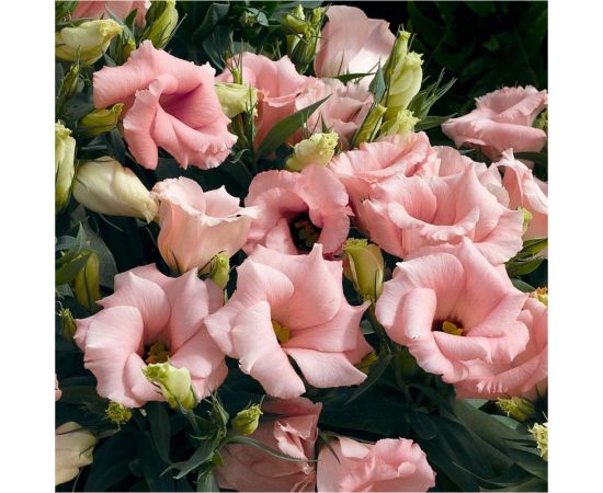 Семена Гавриш Эустома Твинки розовый F1 4 шт. гранул. пробирка 1071857465 – изображение 3