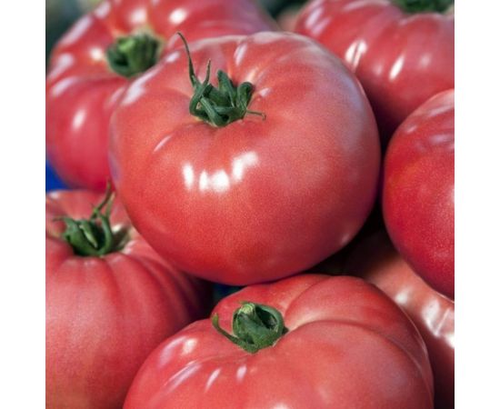 Семена томата Гавриш Сибирский гигант 0,05 г 1071856741 – изображение 3