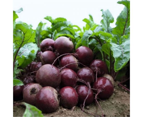 Семена ГАВРИШ Свекла Экшен F1 1 г (Голландия) 10006159 – изображение 3