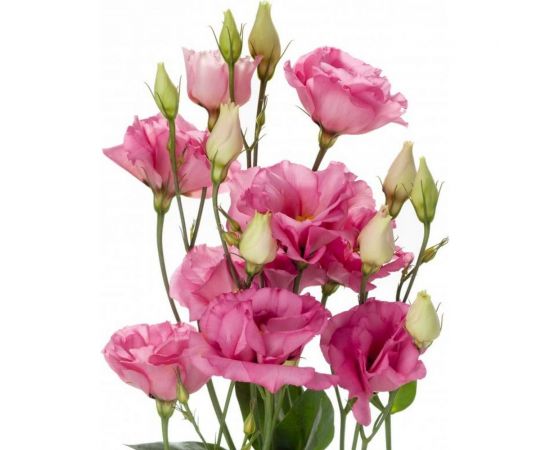 Семена Гавриш Эустома Нежность F1, низкорослая, горшечная (розовая) 4 шт. гранул. пробирка 1071857447 – изображение 3