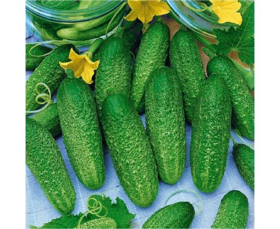 Огурец ГАВРИШ Герасим F1 10 шт. 10003761 – изображение 4