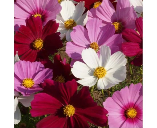 Семена Гавриш Космея Разноцветные огни 0.5 г 1302 – изображение 2