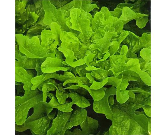 Семена ГАВРИШ Салат Дубрава 0.5 г листовой, маслянистый 1071856601 – изображение 2