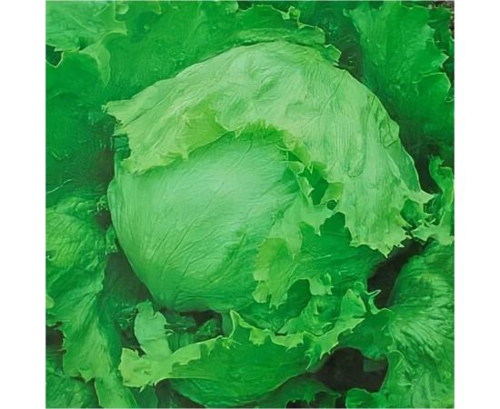 Семена ГАВРИШ Салат Колобок 0.5 г кочанный, хрустящий, зеленый 10007395 – изображение 2