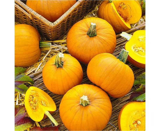 Семена Гавриш Тыква Золотой купол 2.0 г 10004417 – изображение 2