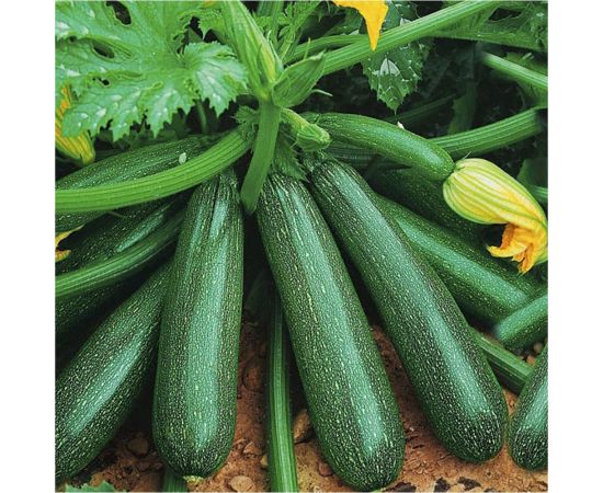 Семена Гавриш Кабачок Скворушка 2 г 1506 – изображение 2