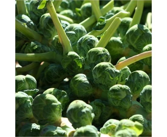 Семена Гавриш Капуста брюссел. Розелла 0,1 г 1510 – изображение 2