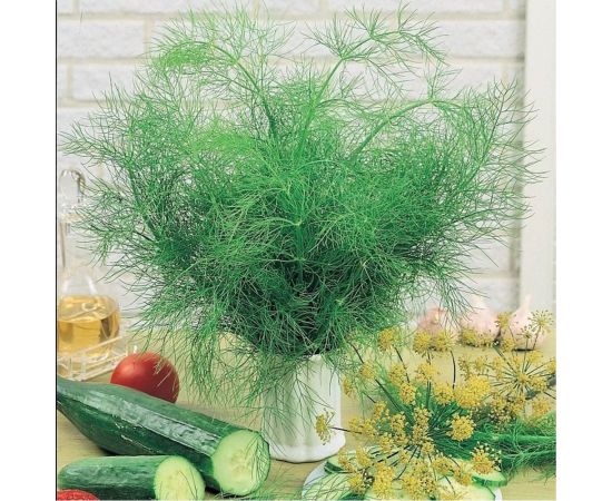 Укроп ГАВРИШ Лесногородский 3.0 г 194 – изображение 2