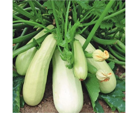 Семена Гавриш Кабачок Сосновский 2 г 10003901 – изображение 2