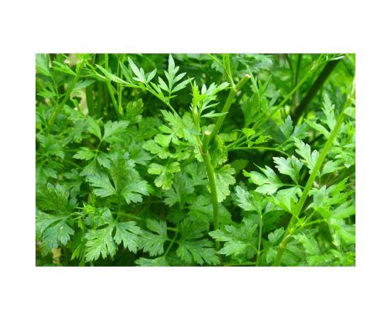 Семена ГАВРИШ Петрушка листовая Бисер 2 г 10000298 – изображение 3