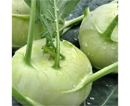 Семена Гавриш Капуста кольраби Повариха 0,5 г 10004386 – изображение 3