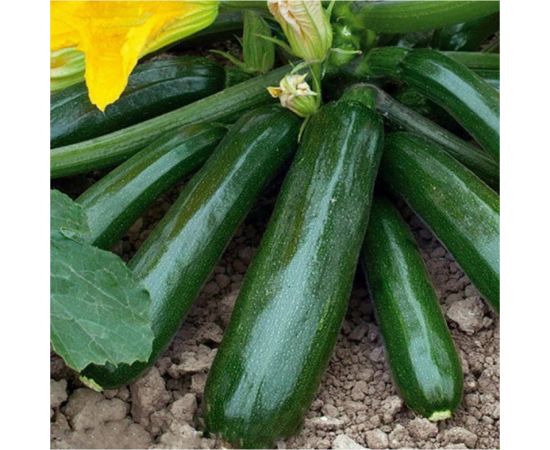Семена Гавриш Кабачок Диамант F1 5 шт. (Германия) 10002379 – изображение 3