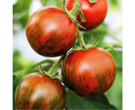 Семена Гавриш Томат Полосатый рейс 0,05 г 1071857020 – изображение 3