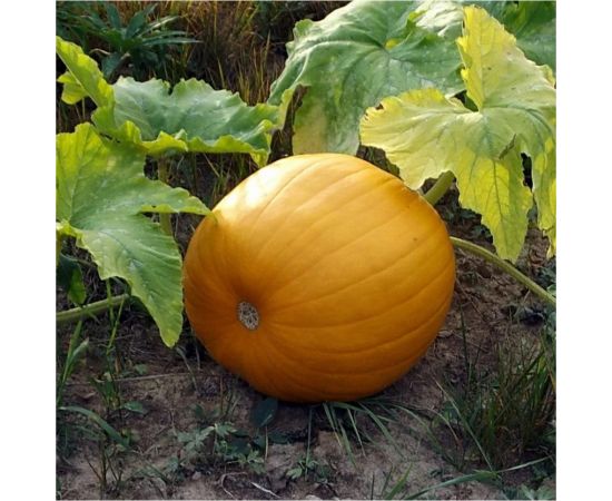 Семена Гавриш Тыква Золотой купол 2.0 г 10004417 – изображение 3