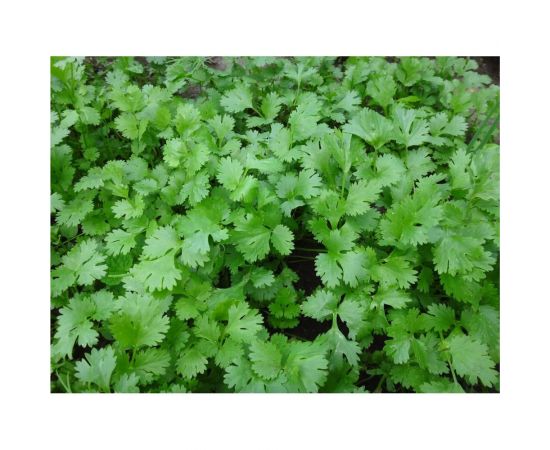 Семена Гавриш Кориандр Дебют 2 г 10002216 – изображение 3