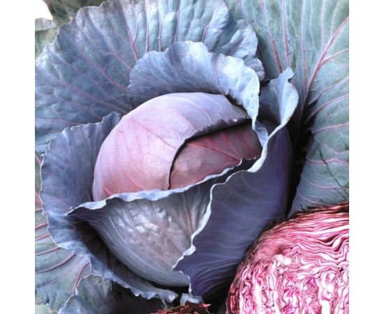 Капуста краснокочанная ГАВРИШ Марс М?? 0.1 г 1071856527 – изображение 3