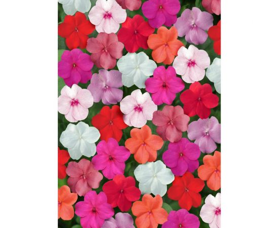 Бальзамин уоллера супер элфин -хр клиа микс f1 30 шт эс мини ELITE PLANT-BREEDING & SEED PRODUCTION Co. 1070016635 – изображение 2