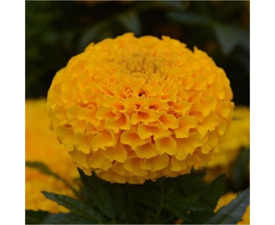 Семена ELITE PLANT-BREEDING & SEED PRODUCTION Co. Бархатцы пр. махр тайшан голд f1 20 шт эс мини 1999943426 – изображение 2