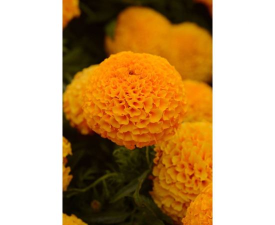 Семена ELITE PLANT-BREEDING & SEED PRODUCTION Co. Бархатцы пр. махр тайшан оранж f1 20 шт эс мини 1999943427 – изображение 2