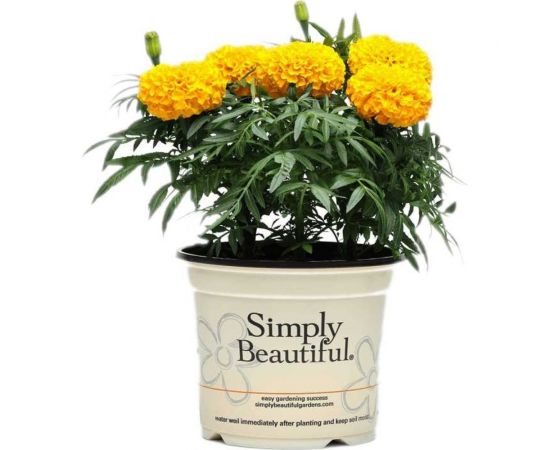 Семена ELITE PLANT-BREEDING & SEED PRODUCTION Co. Бархатцы пр. махр тайшан голд f1 20 шт эс мини 1999943426 – изображение 3