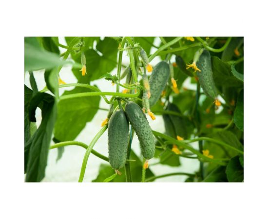 Платов F1 семена огурца 20 шт ЭС мини ELITE PLANT-BREEDING & SEED PRODUCTION Co. 1999942834 – изображение 2