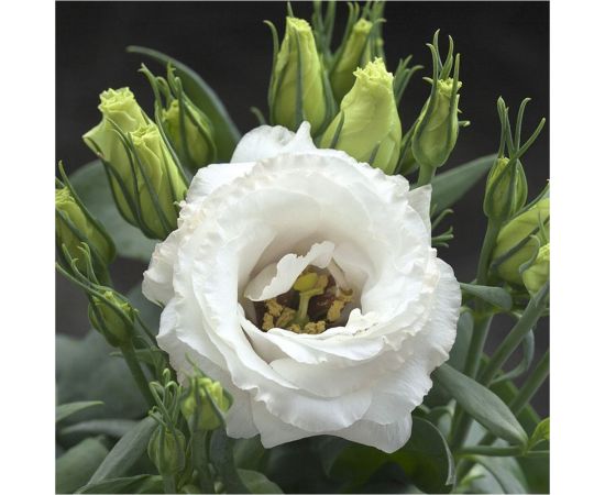 Семена Гавриш Эустома Джульетта белая F1, крупноцвет. 4 шт. гранул. пробирка 10711477 – изображение 2