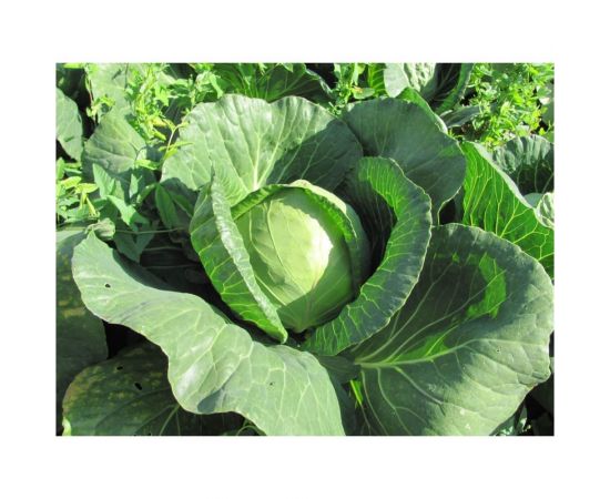 Форсаж F1 семена капусты белокочанной 500 шт ЭС мини ELITE PLANT-BREEDING & SEED PRODUCTION Co. 1026995332 – изображение 2