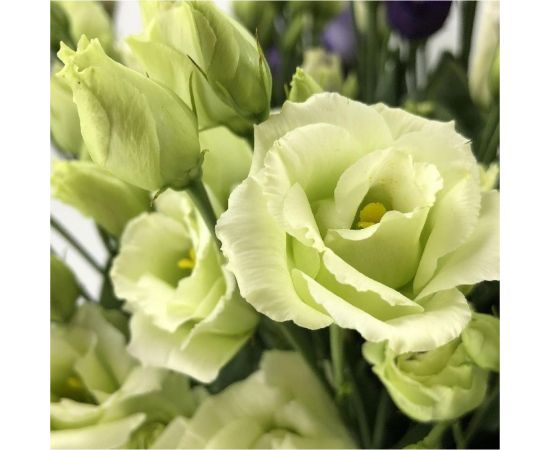 Семена Гавриш Эустома Мариачи лайм F1, махровая, 4 шт. гранул. пробирка 1071857440 – изображение 3