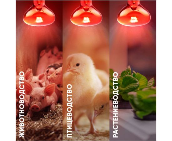 Инфракрасная лампа ЭРА ИКЗК 230100 R95 E27 E27 для обогрева животных и освещения 100 Вт Б0062000 – изображение 3