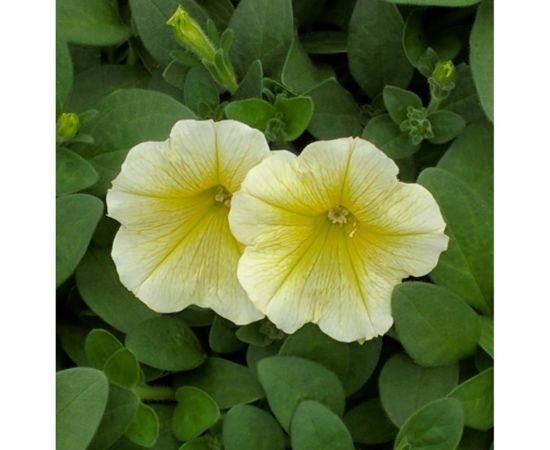 Семена Гавриш Петуния Дольче Лимончелло F1 крупноцветковая, 7 шт. гранулированные, пробирка 1071856305 – изображение 2