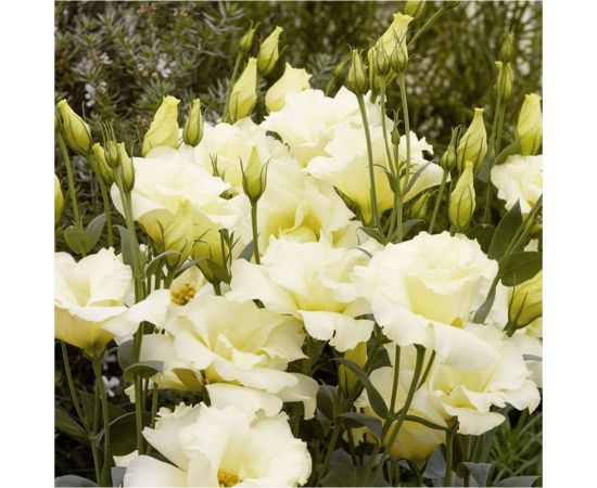 Семена Гавриш Эустома Золушка F1 3 шт. гранул. пробирка 10000036 – изображение 3