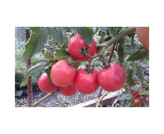 Семена Гавриш Томат Малиновый звон F1 0,05 г 1071857016 – изображение 2