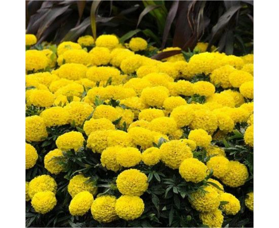 Семена ELITE PLANT-BREEDING & SEED PRODUCTION Co. Бархатцы пр. махр тайшан йеллоу f1 20 шт эс мини 1999943425 – изображение 2