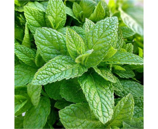 Семена Гавриш Мелисса лекарственная, Лимонный аромат, 0.1 г 191223212 – изображение 3