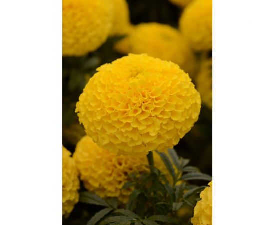 Семена ELITE PLANT-BREEDING & SEED PRODUCTION Co. Бархатцы пр. махр тайшан йеллоу f1 20 шт эс мини 1999943425 – изображение 3