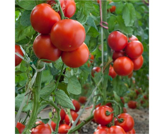 Шпагат AVIORA ПП 1600 текс, бобина 0,5 кг 409-066 – изображение 7