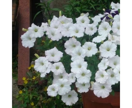 Семена ГАВРИШ Петуния Джоконда белая F1 Фортуния многоцвет 7 шт гранульная пробирка 1071856406 – изображение 2