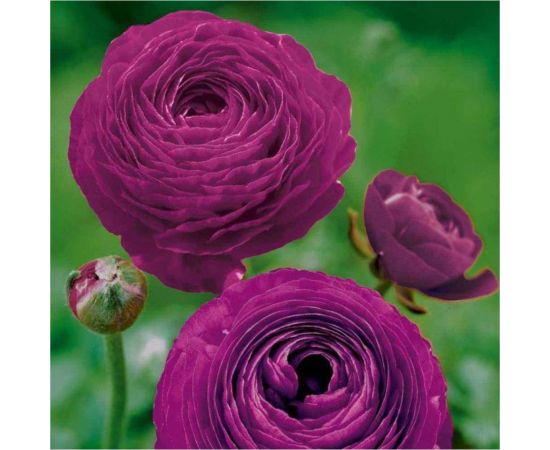 Семена ГАВРИШ Лютик (Ранункулюс) Цветущая долина фиолетовая F1 3 шт. 1999945267 – изображение 2